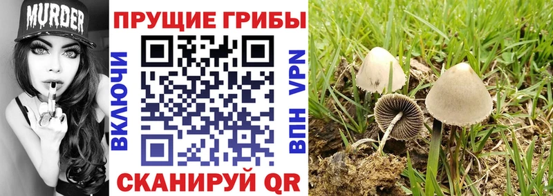 магазин  наркотиков  Мглин  Псилоцибиновые грибы Cubensis 